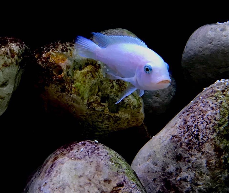 Maylandia callainos 'Nakantenga Reef'